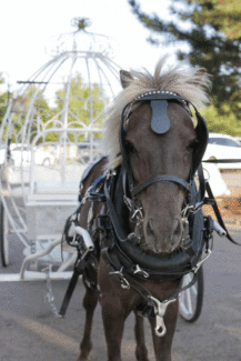 Horse-Drawn-Carriage